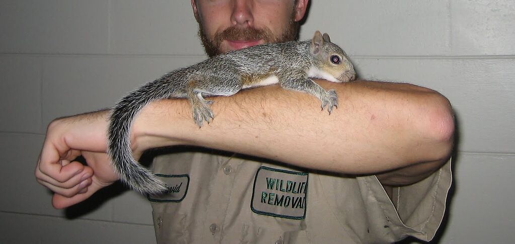 Squirrel